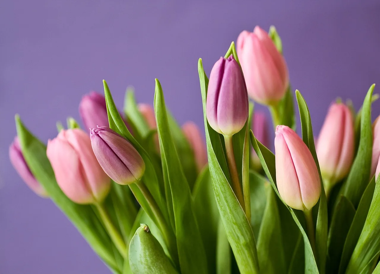 Jakie warzywa można jeszcze sadzić jesienią? tulips-320151_1280