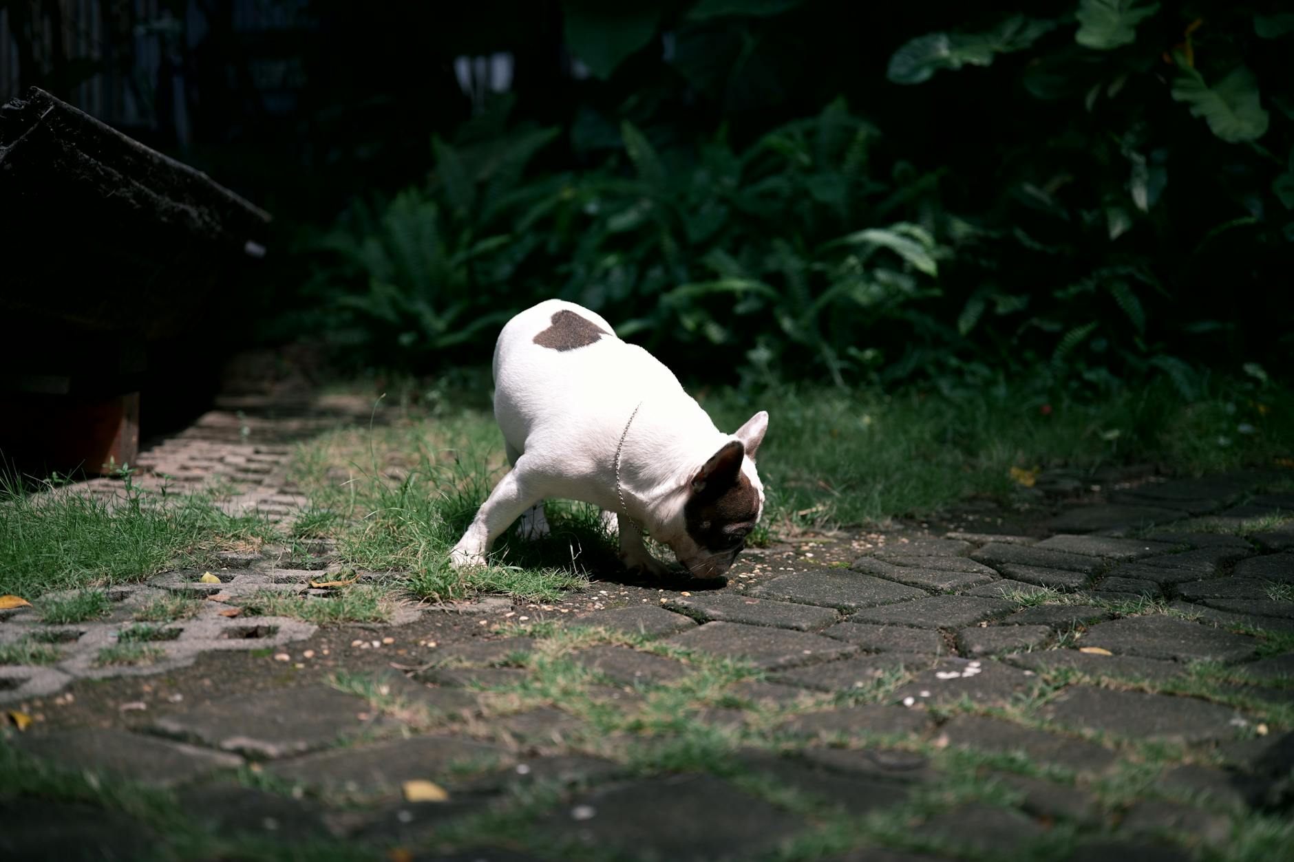Buldog francuski węszy na ścieżce ogrodowej wśród bujnej zieleni